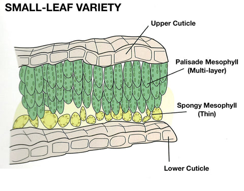 Small-Leaf Variety Tea Leaf Cross Section