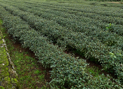 Tea bushes in Lugu