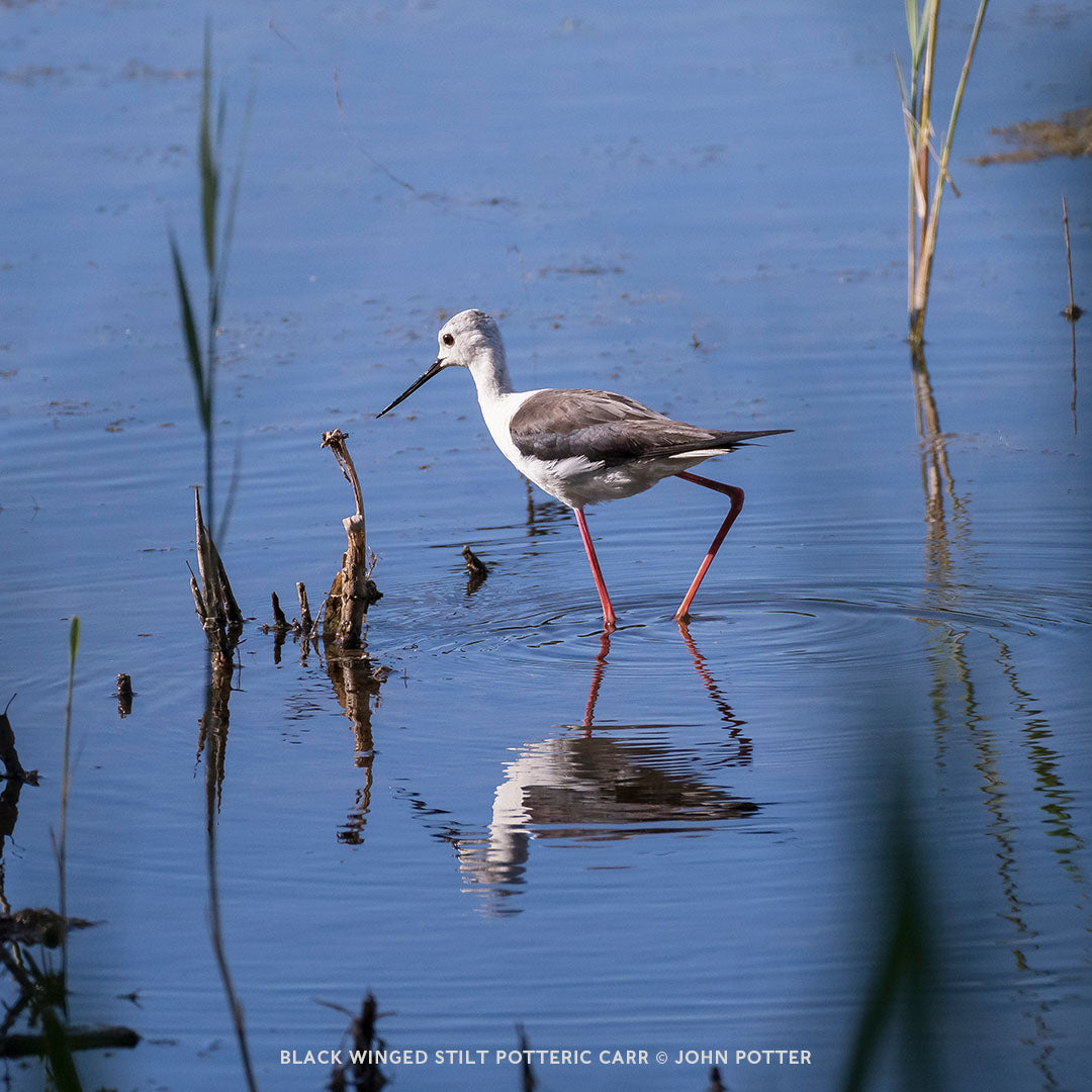 BLACK WINGED STILT POTTERIC CARR © John Potter