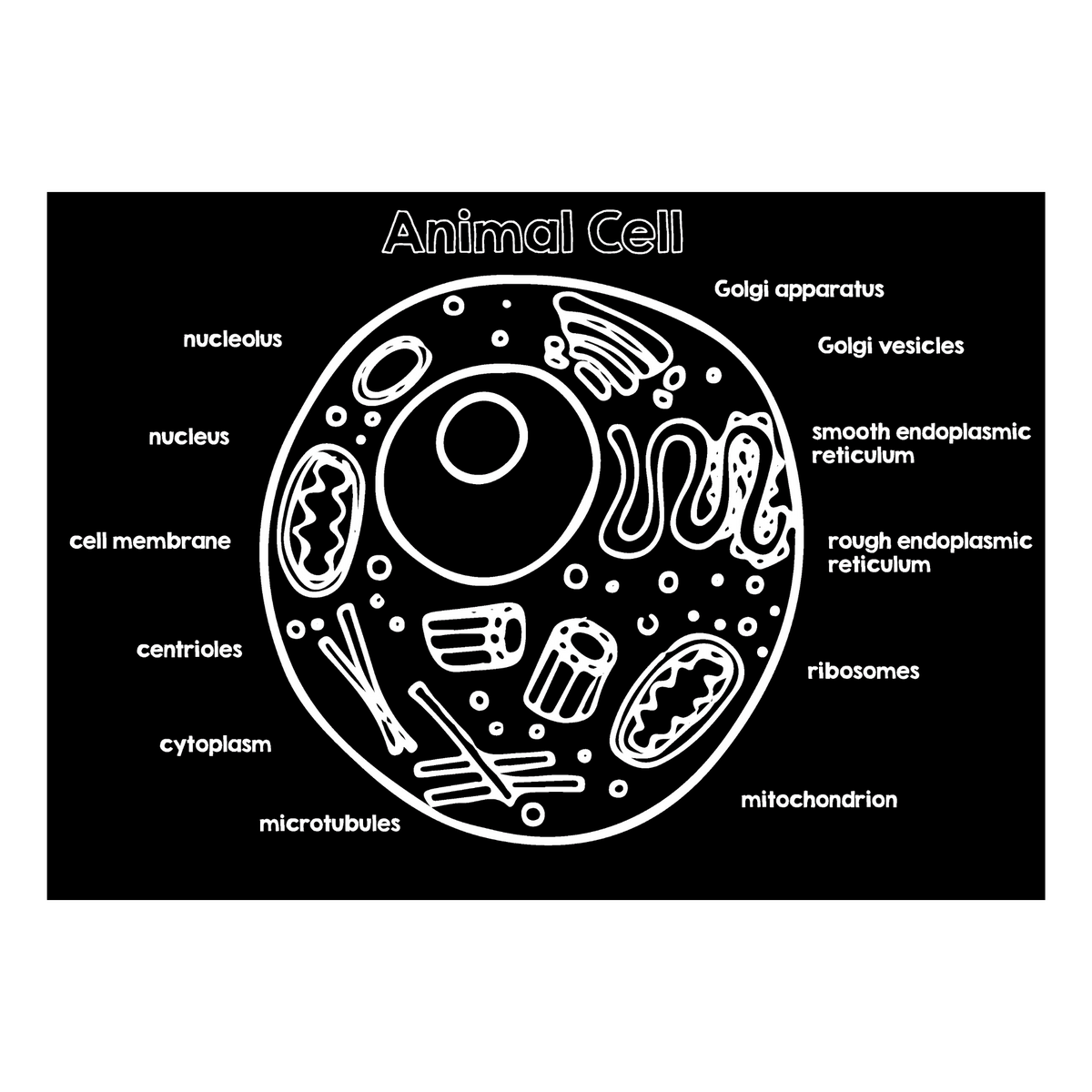 Animal Cell 12” x 17” Chalkboard Placemat – 
