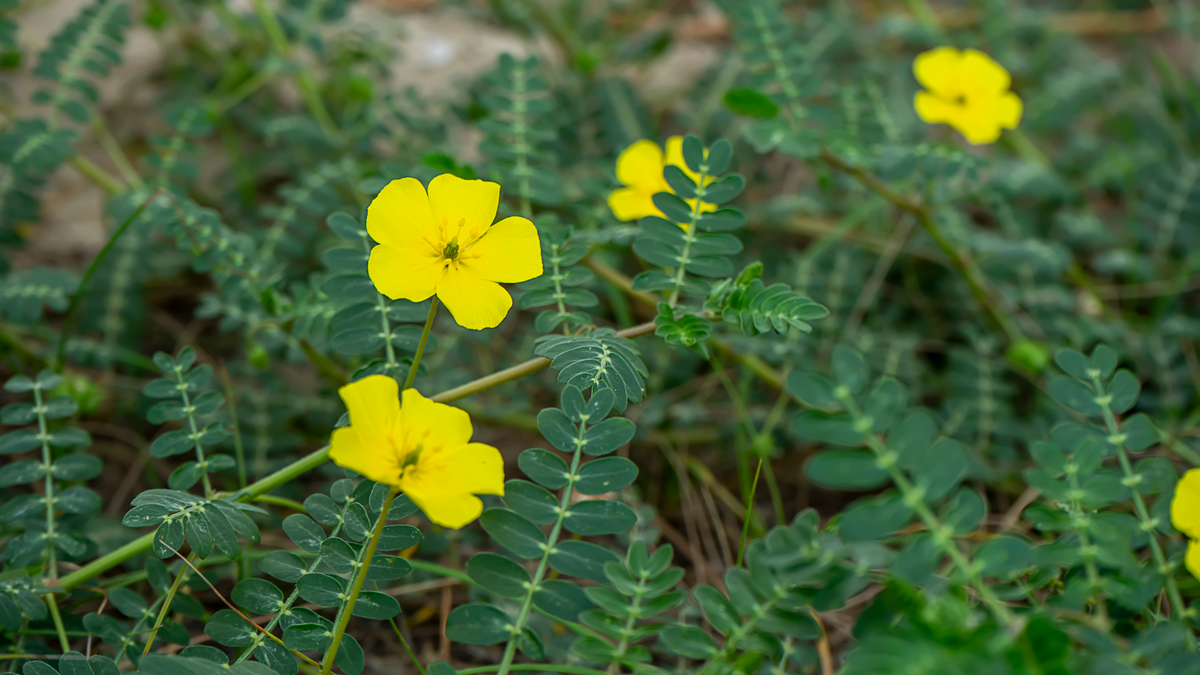 Dried puncture vine fruits (Tribulus terrestris Stock Photo - Alamy