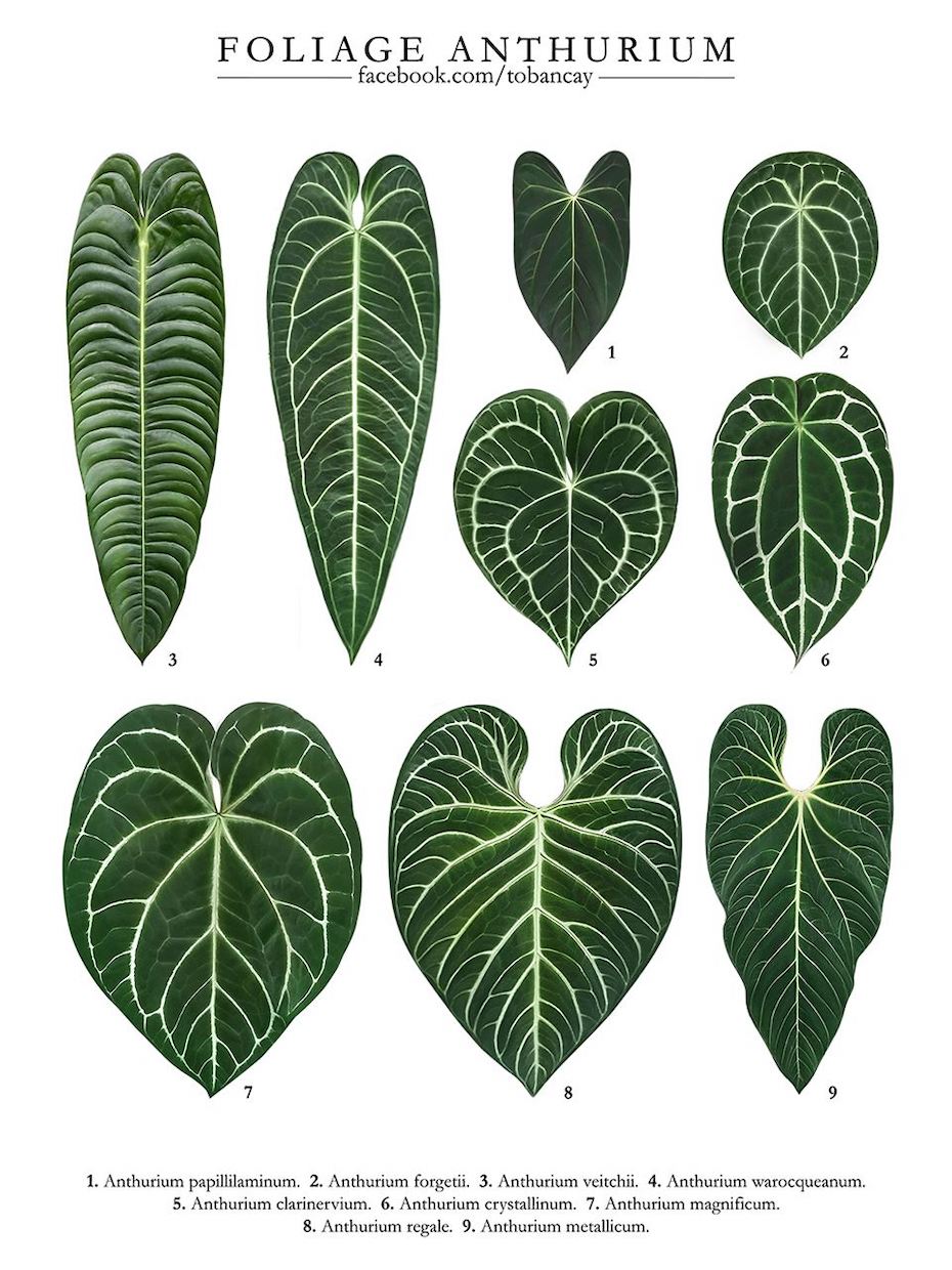 Foliage Anthurium