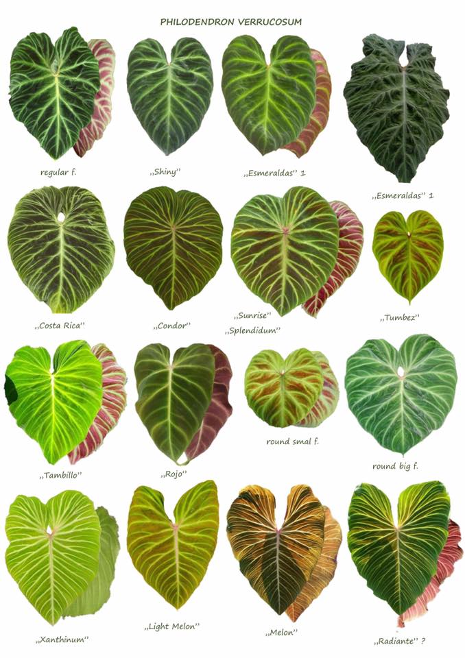 Philodendron verrucosum forms and hybrids