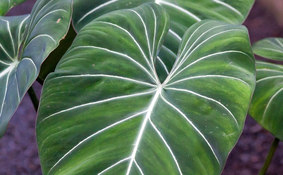 Philodendron Gloriosum