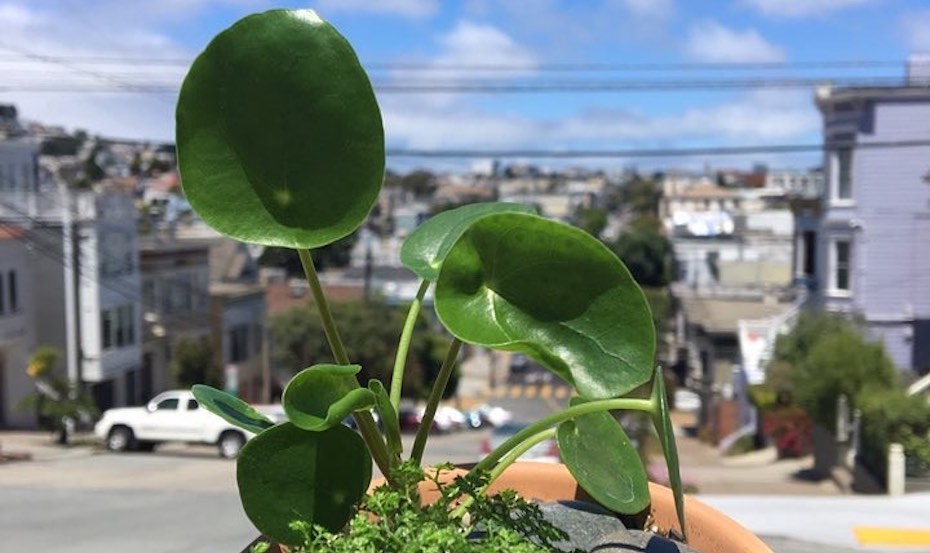 Chinese Money Plant Pilea Peperomioides
