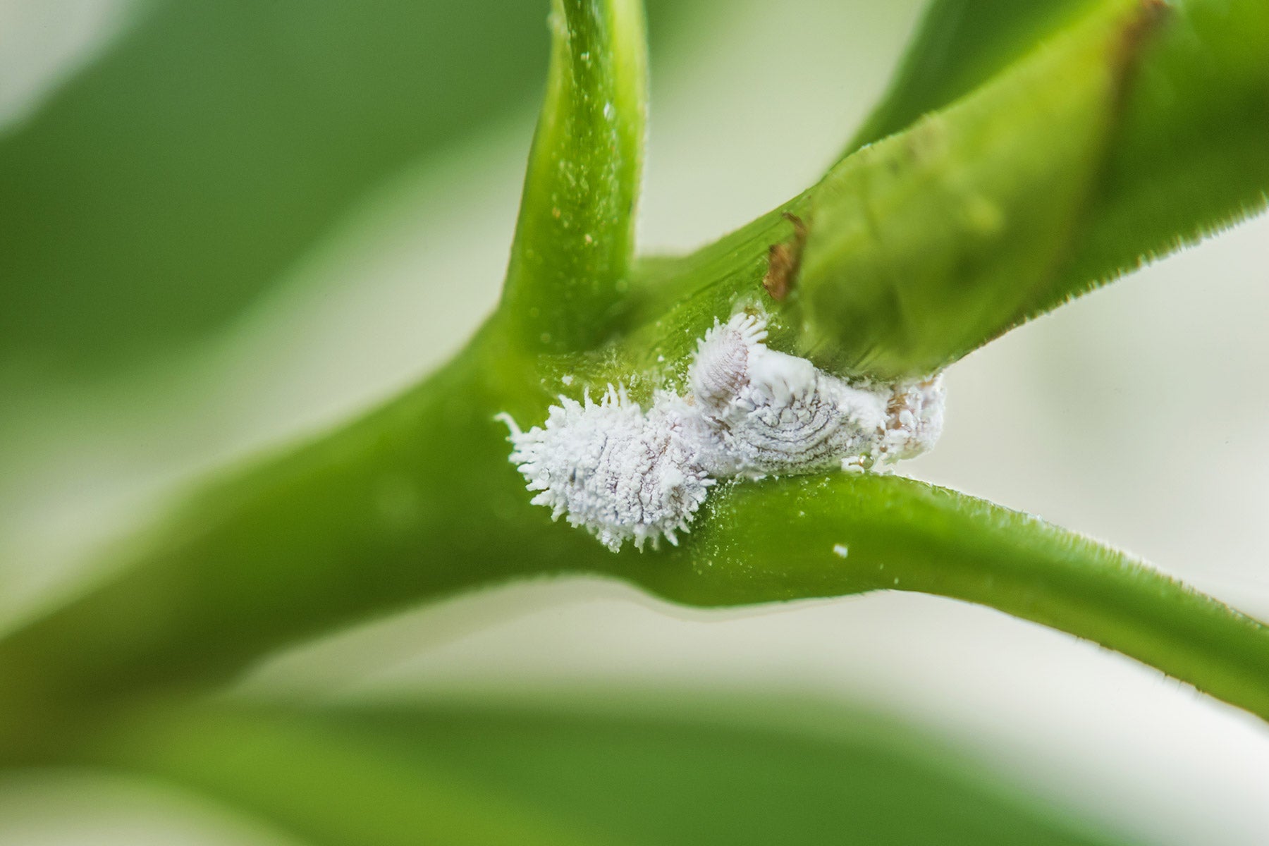 does my plant have mealybugs