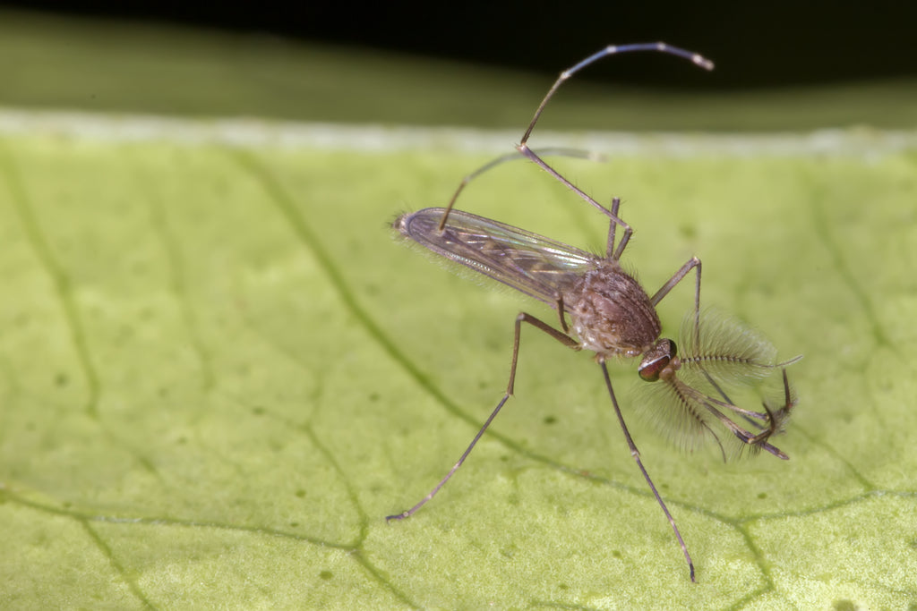 Fungus Gnats