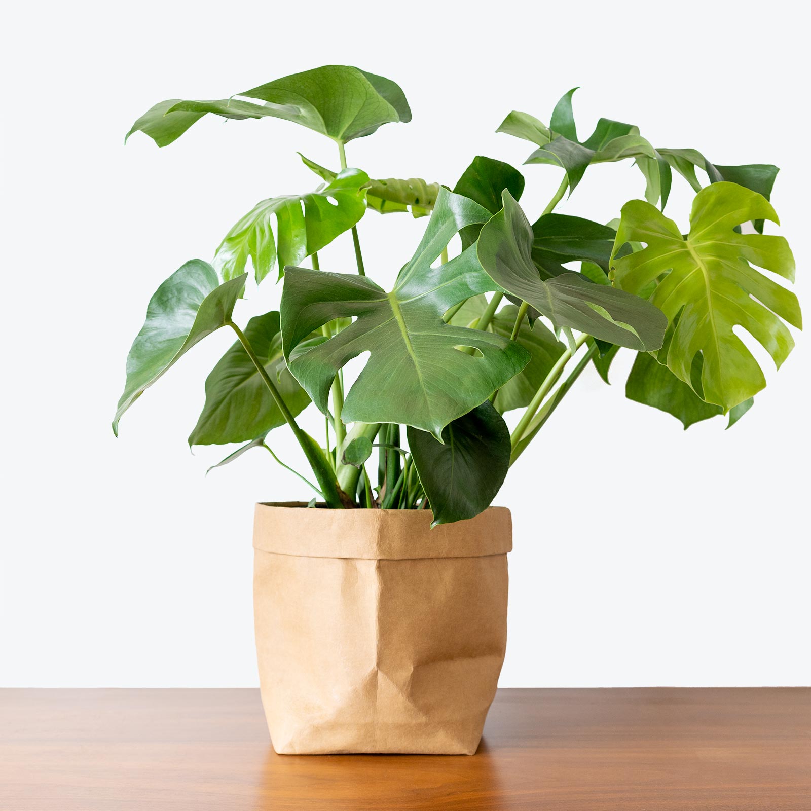 Monstera Deliciosa - House Plants Delivery Toronto - JOMO Studio