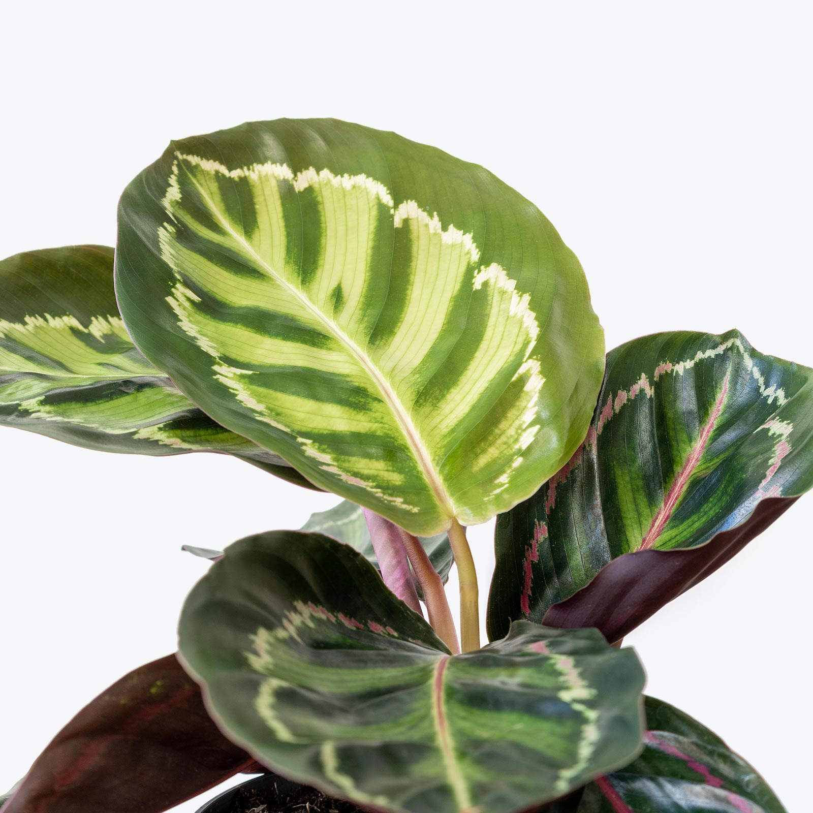 Calathea Rosea Picta