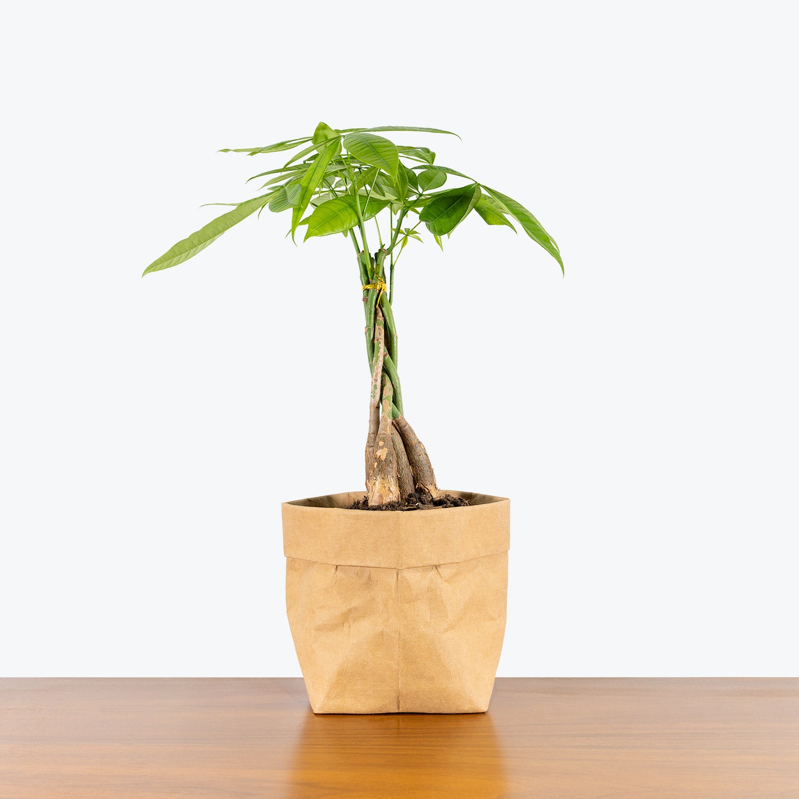 Money Tree Pachira Aquatica House Plants Delivery