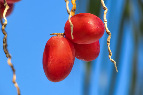 Trois jeunes dattes attachées à l'arbre 