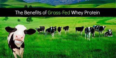 The Benefits of Grass Fed Whey Protein