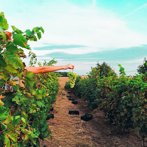 paysage montrant les vignes de producteurs de vin