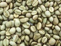 Green Yemen Mocha coffee