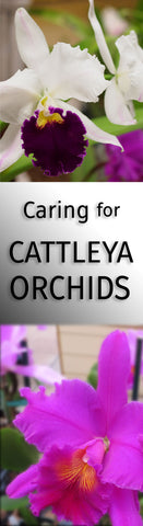 Cattleya Orchid Care