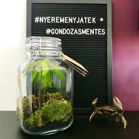 gondozasmentes terrárium terrarium florarium florárium szobanoveny szobanövény disznoveny dísznövény biophytumsensitivum biophytum sensitivum csatosüveg nyeremenyjatek nyereményjáték