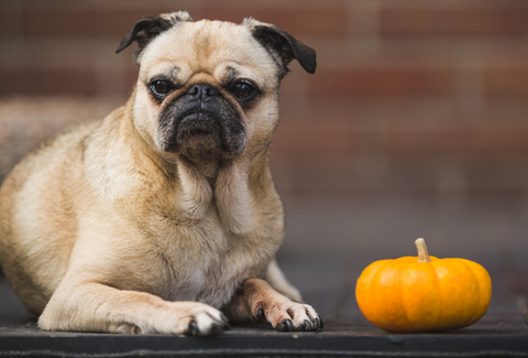 Pug Dog with Pumpkin