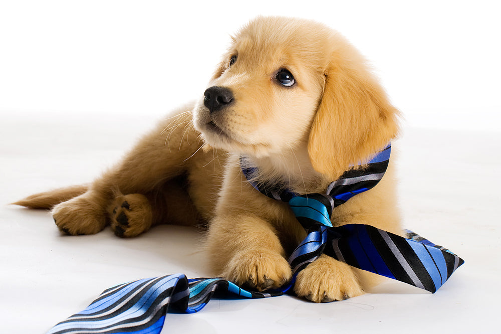 Cute Puppy with a blue striped tie