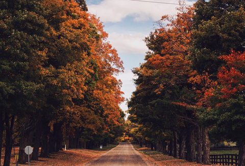 Country road with trees turning colors for the fall