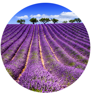 Lavender Fields in France produce some of the best and most beautiful lavender essential oil in the world