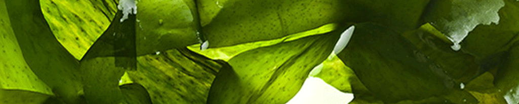 Algae Natural Ingredient for skin and body care