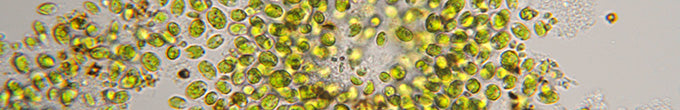 Chlorella Algae