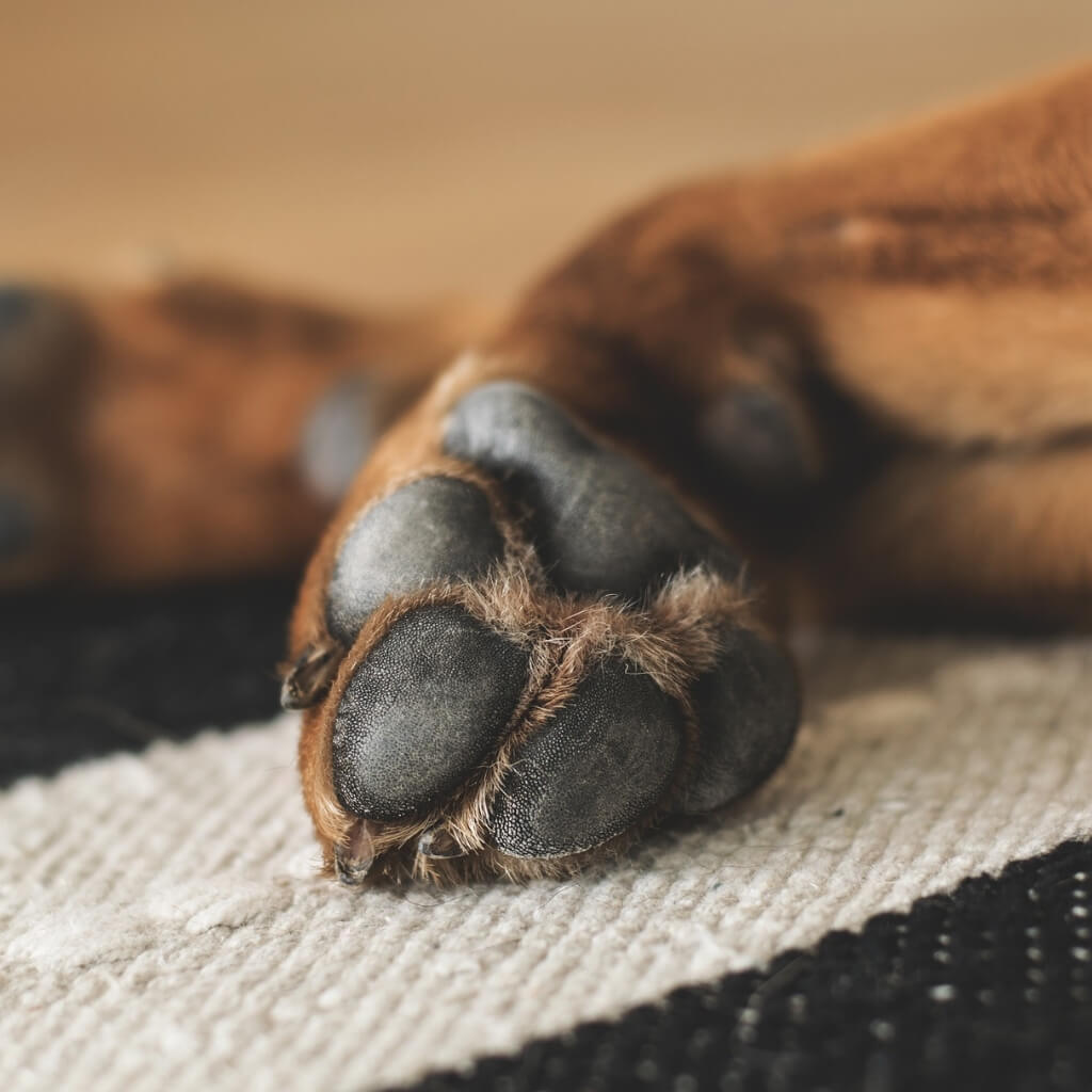 dog paw problems tips to prevent them