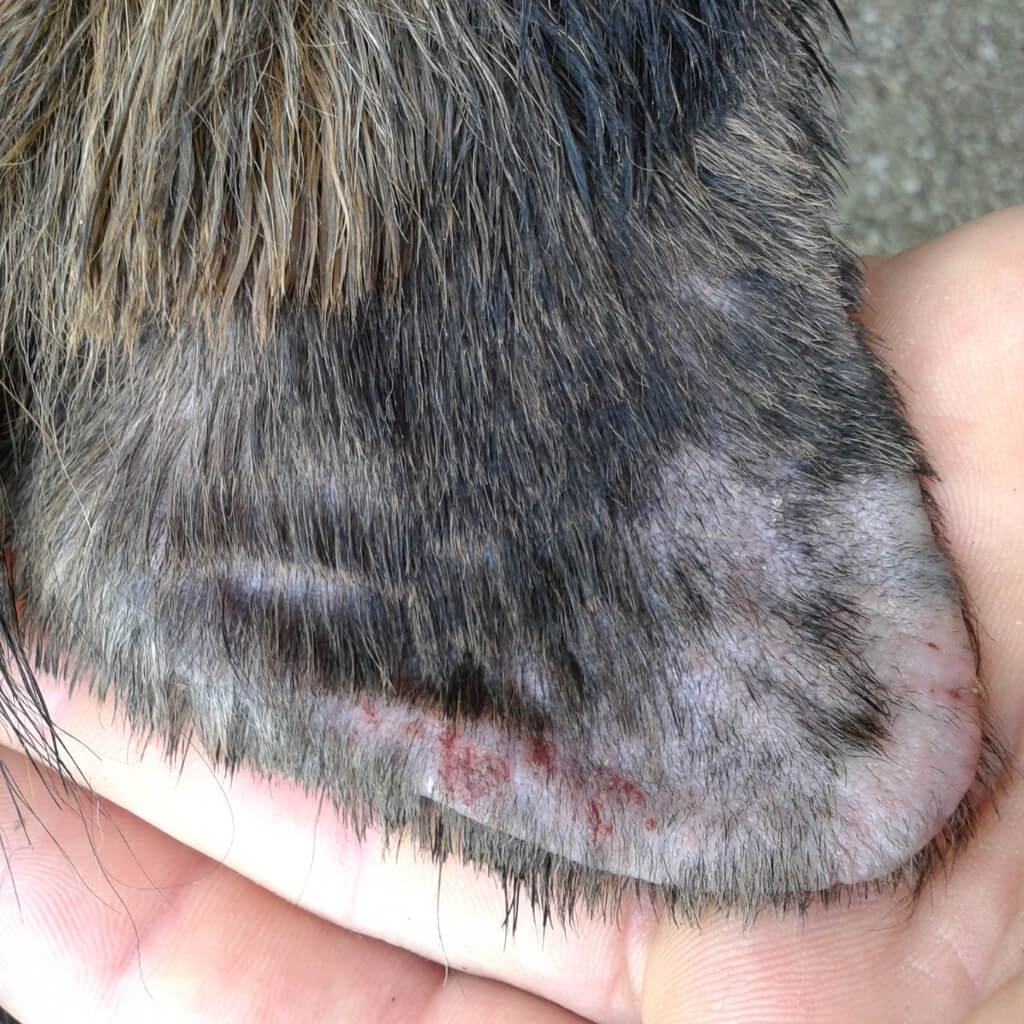 how do you treat dry flaking skin on a dog