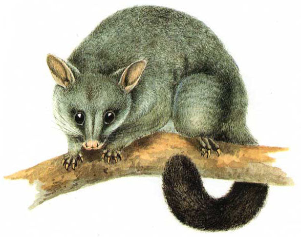Possum - Trichosurus Vulpecula