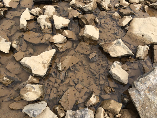 Tadpoles at Crystal Grove Campground mines