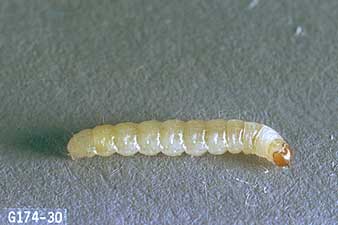 larva de molii