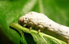 silk worm