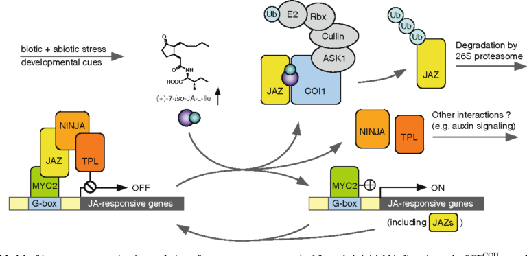 Model of jasmonate perception in regulation of gene expression