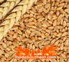 Grain for fuel boiler burning wheat madaboutheat