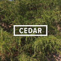 Cedar Common Camo