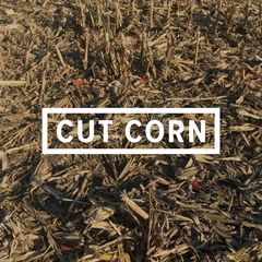Cut Corn Common Camo