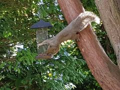 Squirrel reaching for peanuts from a birdfeeder