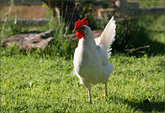 Caring for Pet Chickens