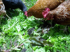 Healthy Chickens Eating Green Vegetables