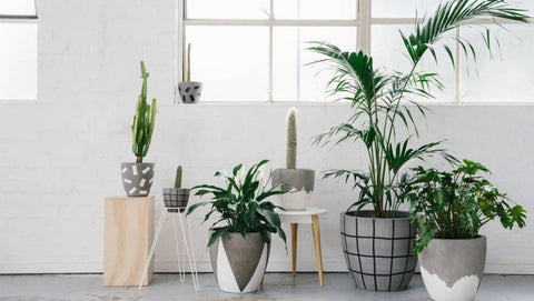  indoor plants