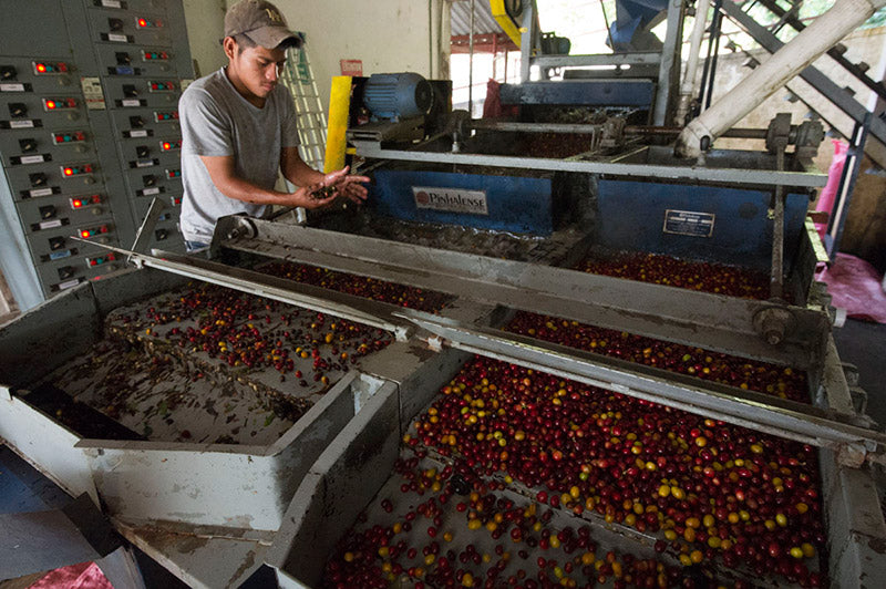 eduardo teddy esteve guadalupe zaju coffee mexico processing process specialty