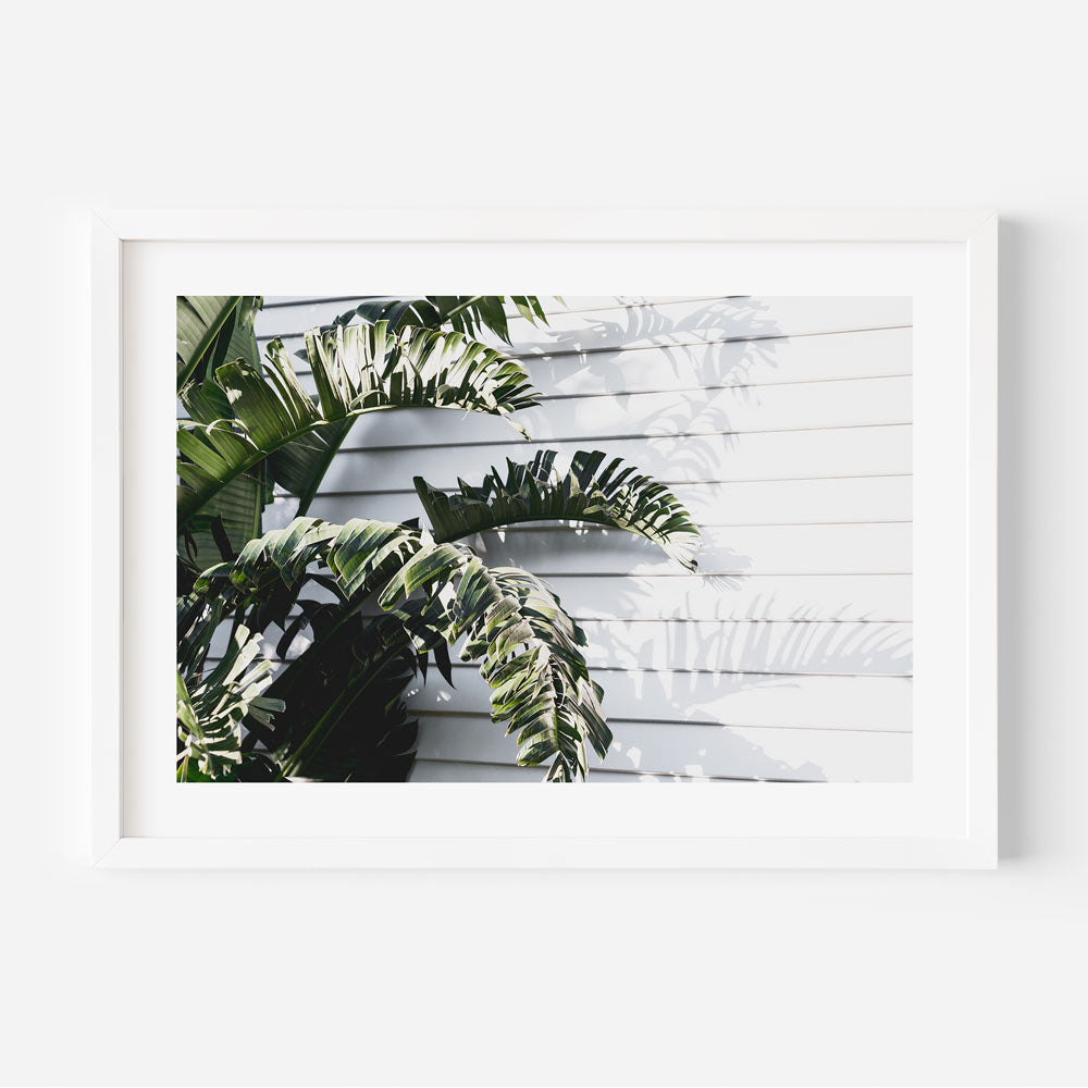       Buy Bird of Paradise Plant Photographic Art Print Framed I Oblong Shop – Oblongshop