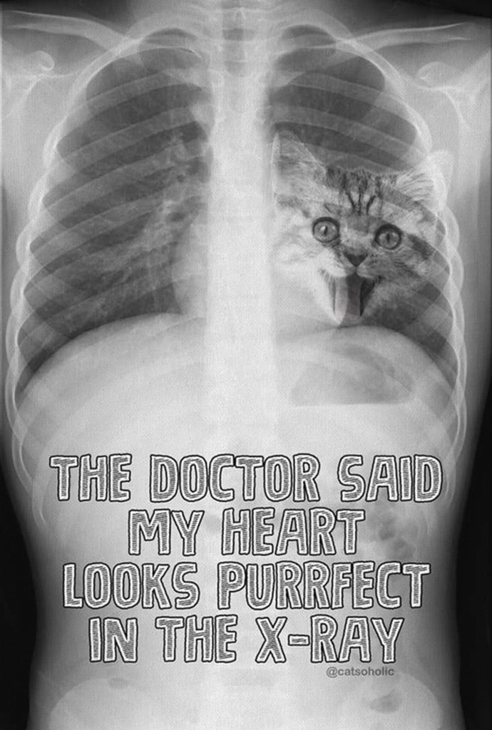 The Doctor Said My Heart Looks Purrfect In The X Ray Canvas Wall Art Catsoholic