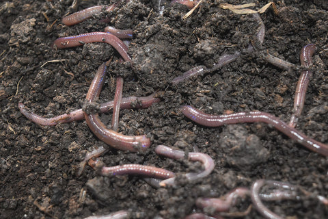 Worms in dirt