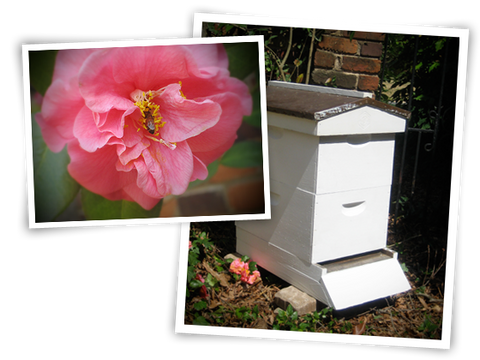 cloister hive and flowers