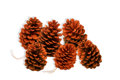 Orange Pine Cones Lee Display Fall Season Decorating Tips