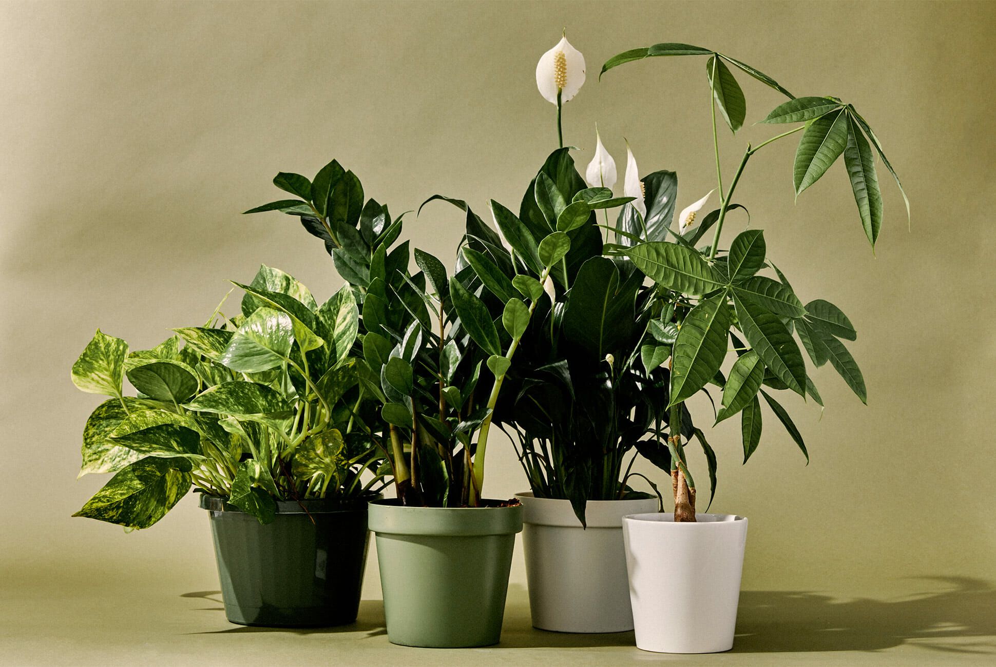 Top 10 Indoor Plants To Fit For Every Corner Of Your Home Nurserylive 4283