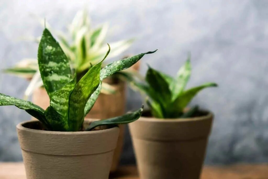 plants produce most oxygen? | Nurserylive