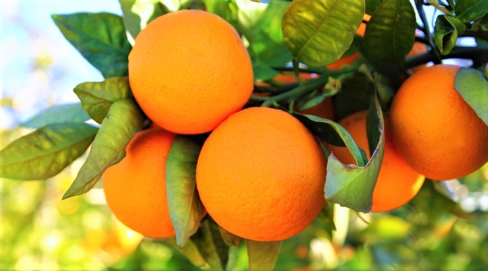 Top 10 Must Have Fruit Plants For Your Garden Nurserylive 