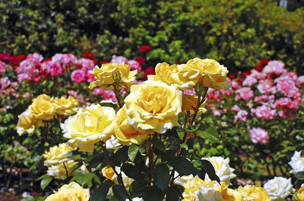 The Sweetheart Rose Has Delicate Pink Blooms With a Honeyed Fragrance